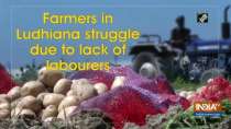 Farmers in Ludhiana struggle due to lack of labourers
