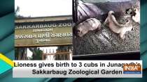 Lioness gives birth to 3 cubs in Junagadh