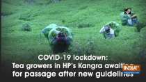 COVID-19 lockdown: Tea growers in HP