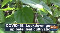 COVID-19: Lockdown gums up betel leaf cultivation