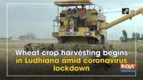 Wheat crop harvesting begins in Ludhiana amid coronavirus lockdown