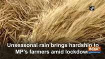 Unseasonal rain brings hardship to MP