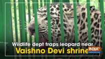 Wildlife dept traps leopard near Vaishno Devi shrine