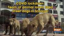 COVID lockdown: Team of animal lovers feed street dogs in Srinagar