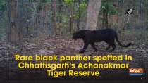 Rare black panther spotted in Chhattisgarh