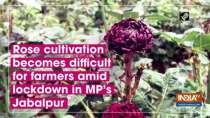 Rose cultivation becomes difficult for farmers amid lockdown in MP