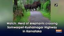 Watch: Herd of elephants crossing Somwarpet-Kushalnagar Highway in Karnataka