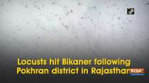 Locusts hit Bikaner following Pokhran district in Rajasthan