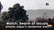 Watch: Swarm of locusts attacks Jaipur