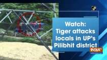 Watch: Tiger attacks locals in UP