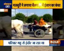 Amid lockdown, migrant labour in Indore pulls bullock cart himself to reach his hometown