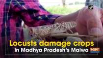Locusts damage crops in Madhya Pradesh