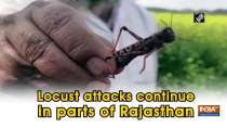Locust attacks continue in parts of Rajasthan