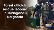 Forest officials rescue leopard in Telangana