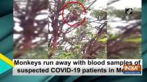 Monkeys run away with blood samples of suspected COVID-19 patients in Meerut