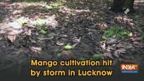 Mango cultivation hit by storm in Lucknow