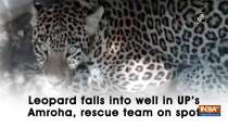 Leopard falls into well in UP
