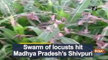 Swarm of locusts hit Madhya Pradesh