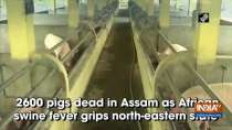 2600 pigs dead in Assam as African swine fever grips north-eastern state