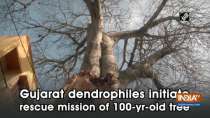 Gujarat dendrophiles initiate rescue mission of 100-yr-old tree