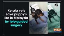 Kerala vets save puppy
