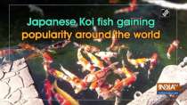 Japanese Koi fish gaining popularity around the world