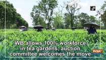 WB allows 100 percent workforce in tea gardens, auction committee welcomes the move