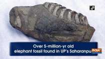 Over 5-million-yr old elephant fossil found in UP