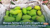 Mango farmers in UP