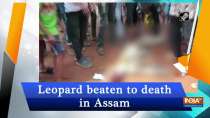 Leopard beaten to death in Assam