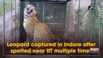 Leopard captured in Indore after spotted near IIT multiple times