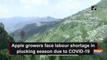 Apple growers face labour shortage in plucking season due to COVID-19