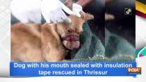 Dog with his mouth sealed with insulation tape rescued in Thrissur