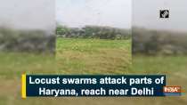Locust swarms attack parts of Haryana, reach near Delhi