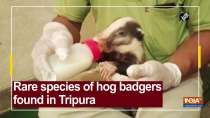 Rare species of hog badgers found in Tripura