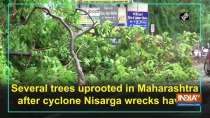 Several trees uprooted in Maharashtra after cyclone Nisarga wrecks havoc