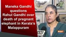 Maneka Gandhi questions Rahul Gandhi over death of pregnant elephant in Kerala
