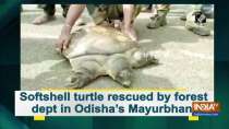 Softshell turtle rescued by forest dept in Odisha