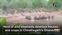Herd of wild elephants destroys houses and crops in Chhattisgarh