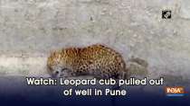 Watch: Leopard cub pulled out of well in Pune