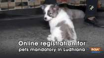 Online registration for pets mandatory in Ludhiana