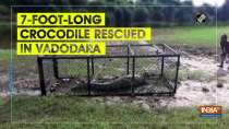 7-foot-long crocodile rescued in Vadodara