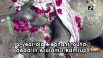 2-year-old elephant found dead in Asssam