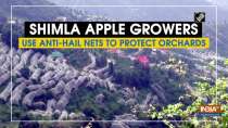 Shimla apple growers use anti-hail nets to protect orchards