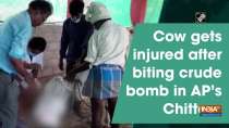Cow gets injured after biting crude bomb in AP