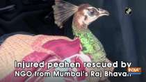 Injured peahen rescued by NGO from Mumbai