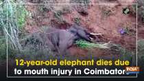 12-year-old elephant dies due to mouth injury in Coimbatore