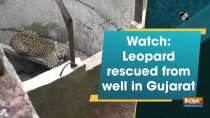 Watch: Leopard rescued from well in Gujarat
