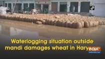 Waterlogging situation outside mandi damages wheat in Haryana