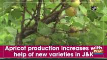 Apricot production increases with help of new varieties in J-K